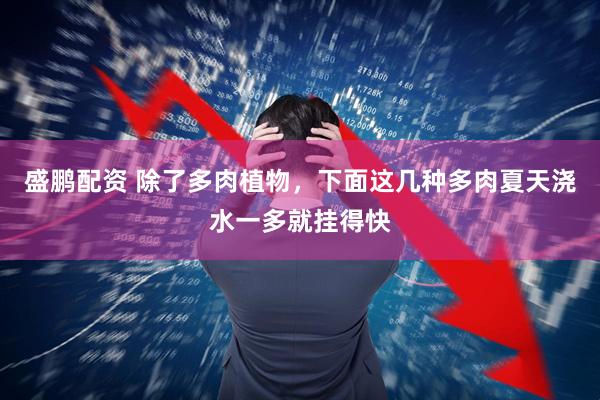 盛鹏配资 除了多肉植物，下面这几种多肉夏天浇水一多就挂得快